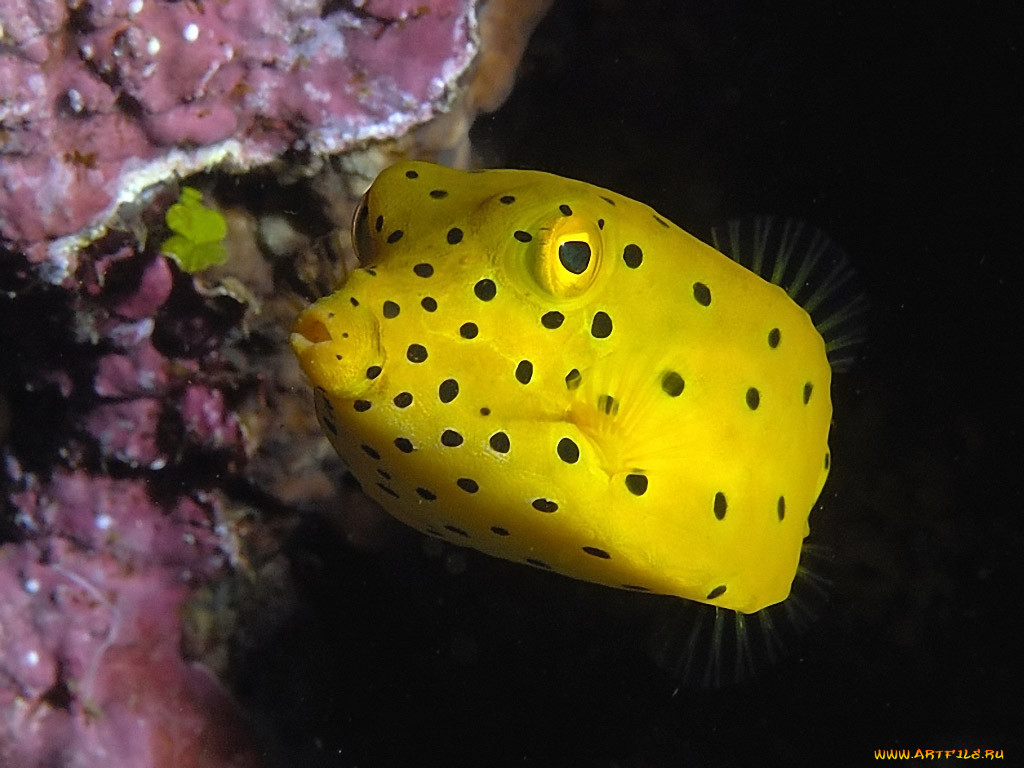 juvenile, yellow, boxfish, , 